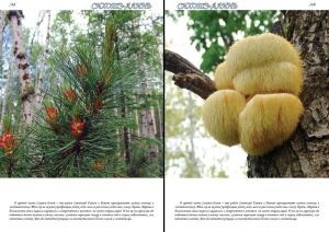 Нажмите, чтобы увеличить