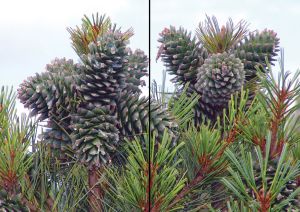 Нажмите, чтобы увеличить