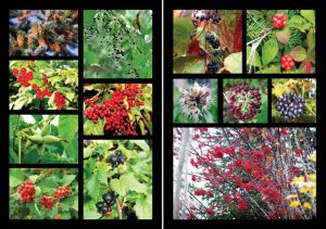 Нажмите, чтобы увеличить