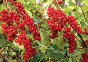 Нажмите, чтобы увеличить