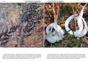 Нажмите, чтобы увеличить