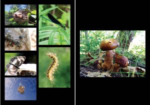 Нажмите, чтобы увеличить