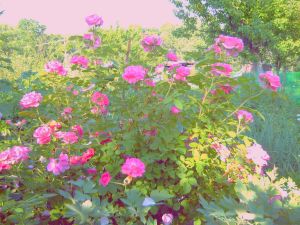 Роза канадская-парковая «Модэн Сентенниал» - с анг. «Moden Centennial» (нажмите, чтобы увеличить)