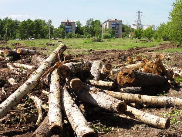 На снимке: эпилог порубки  (фото Валерия Благодатского)