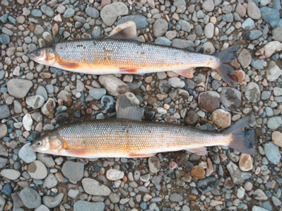 Вальки (семейство сиговых) из уловов на р. Пенжина.