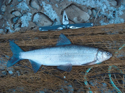 Портрет Пенжинского омуля или "сельдятки".