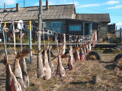 Результаты "контрольных" уловов независимой экспедиции Александра Семенова. Это хариус и несколько пластов щуки.