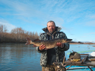 Щука из уловов на р. Черная взятая на биоанализ.