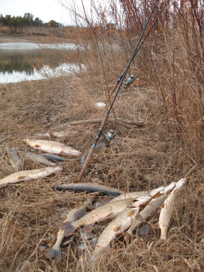 Щуки из уловов спиннингами.