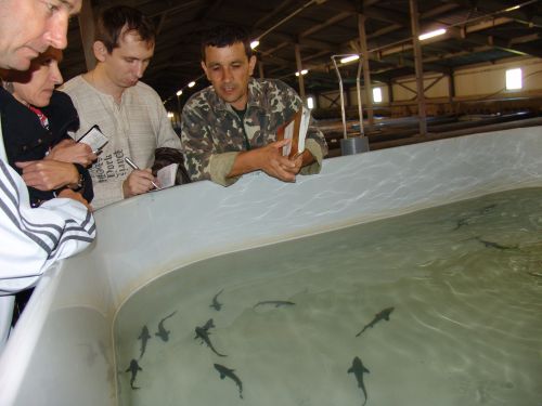 Анюйский рыбзавод