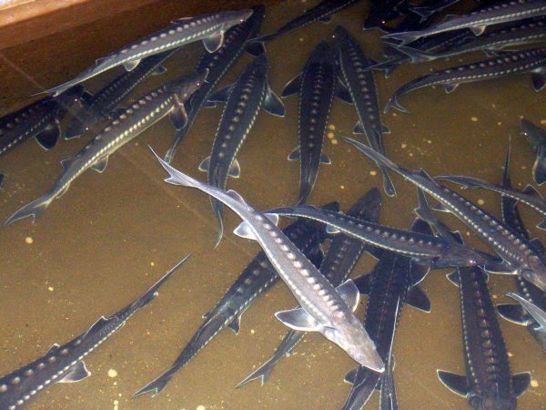 Анюйский рыбзавод