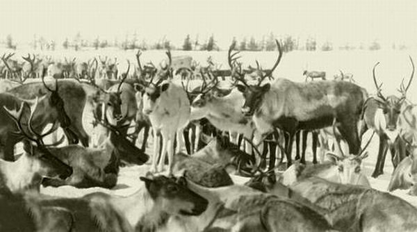 На пастбище Паланского оленеводческого совхоза.