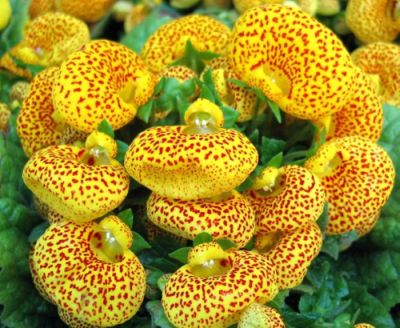 Вы видели когда-нибудь у нас в Хабаровске такие цветы?