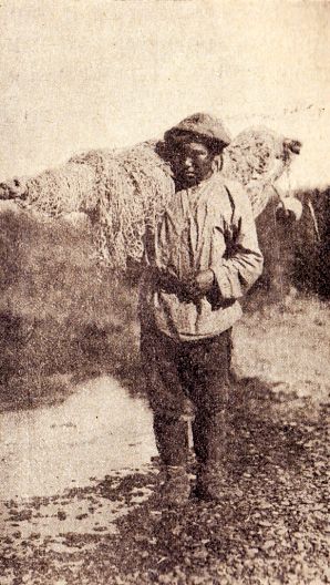 Якуто-тунгус с о. Лянгр. стр. 31.