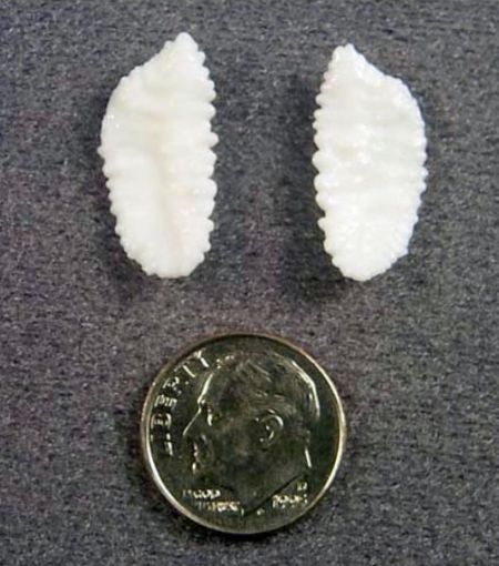 Отолиты, но без микроскопа ничего не разглядишь  (фото Владимир Мамонтов)