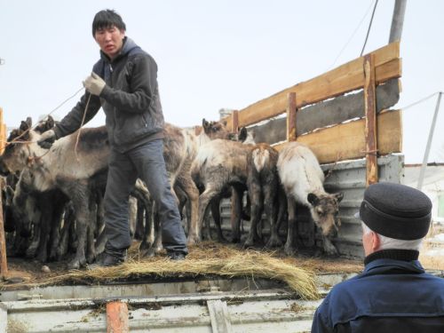 Стадо из 27 голов в полном составе прибыло в Эльбан
