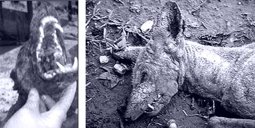 Мифическая чупакабра