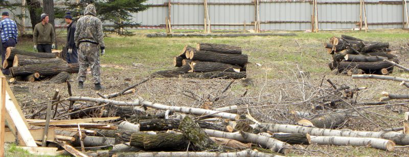 29 апреля, в выходной день, утром, когда большинство горожан еще отдыхали дома, тайком, как та кошка, которая знает, чье мясо ест, они начали рубить деревья