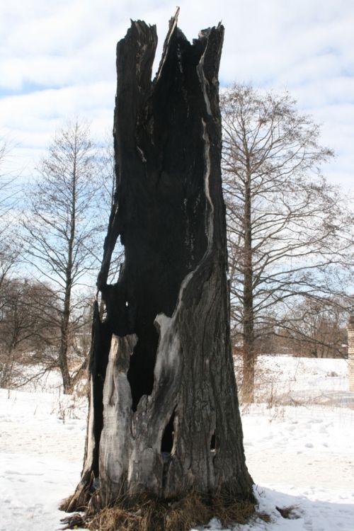 Когда-то это был дуб
